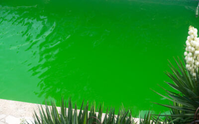 Do you have a green pool?